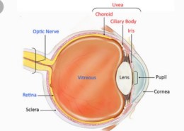 which supplies blood to the uveal tract?