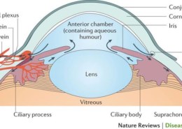 which is the Average value of Aqueous humour in AC?