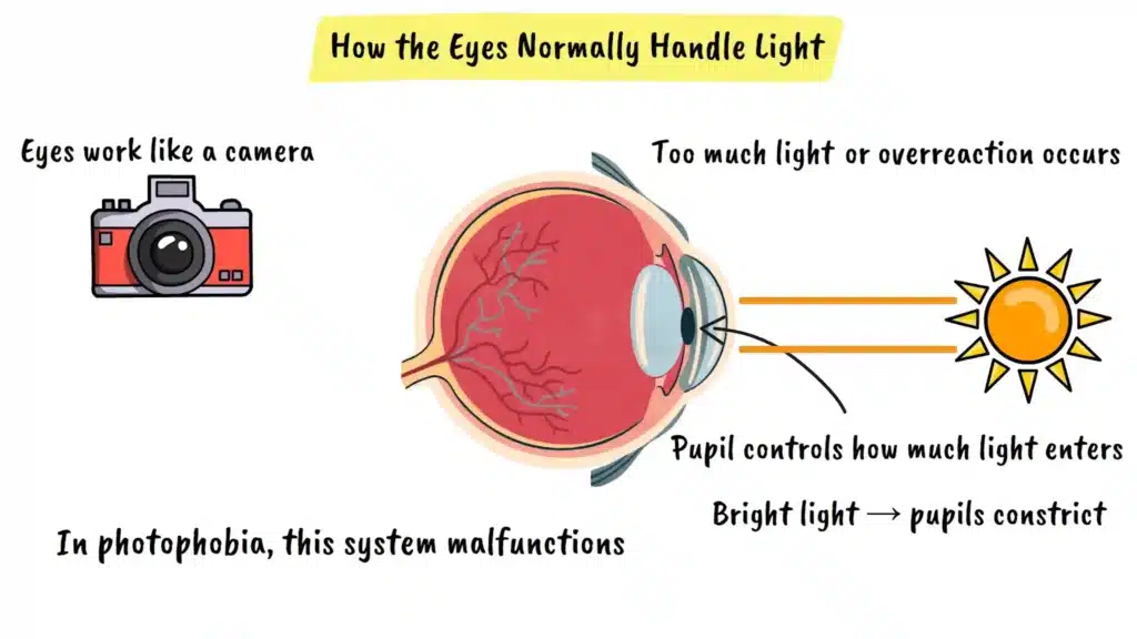 How the Eyes Normally Handle Light