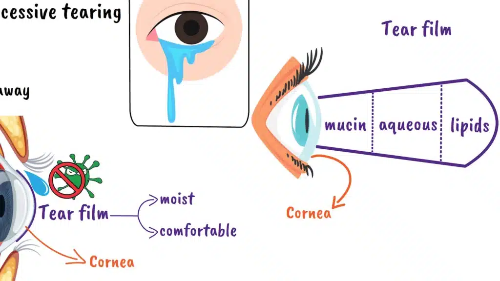 Tear film anatomy