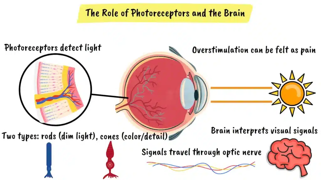 The Role of Photoreceptors and the Brain