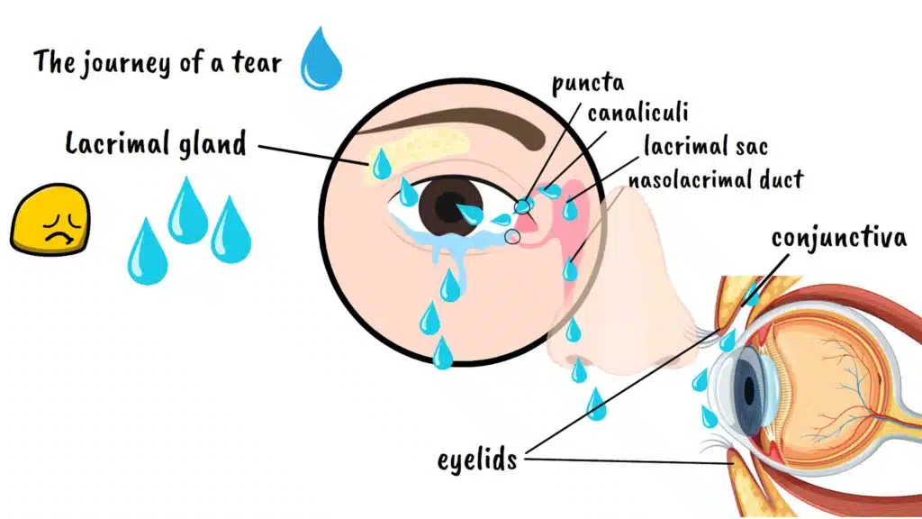 The journey of a tear