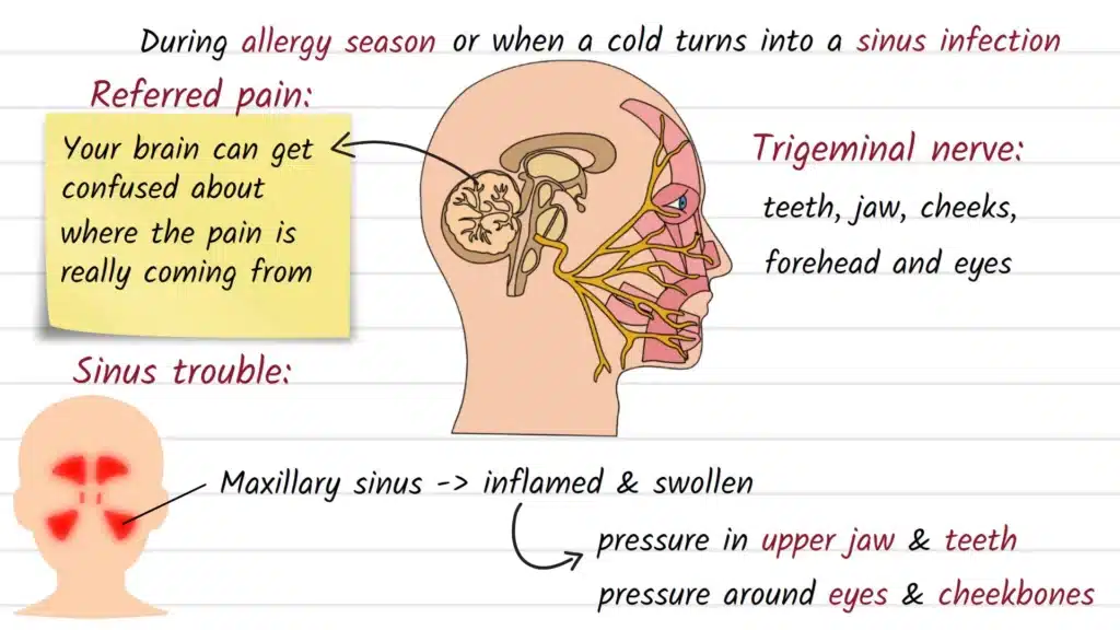 How the face nerves are connected
