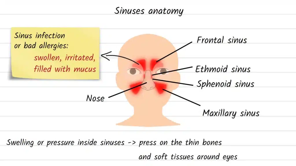 Sinuses anatomy